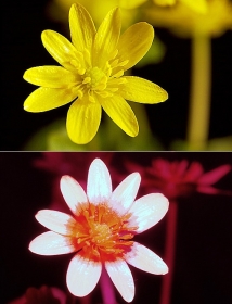 Blüte des Frühlings-Scharbockskrauts (Ranunculus ficaria)